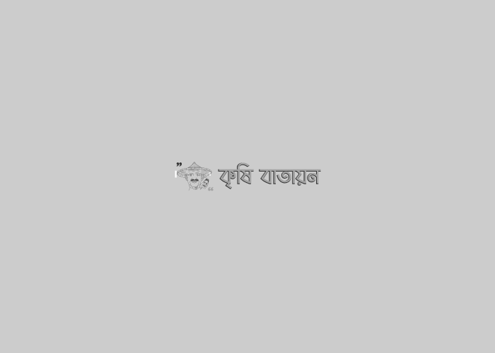 মাকড় মুক্ত বরইবুনিয়া গ্রামের নারকেল চাষীর কথা।