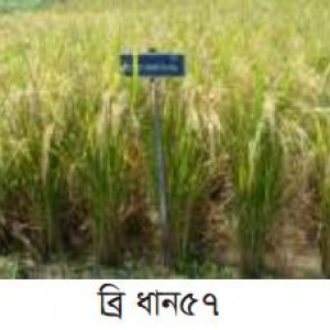 ব্রি ধান৫৭