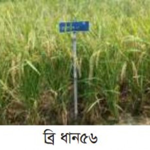 ব্রি ধান৫৬